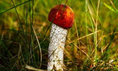 Пенисанын башчысын көбөйтүүнүн натыйжалуу жолдору